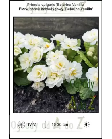 Primula-vulgaris-Belarina-Vanilla