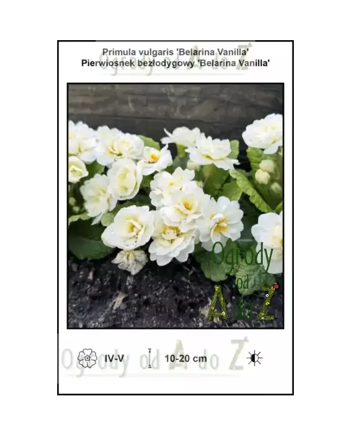 Primula-vulgaris-Belarina-Vanilla