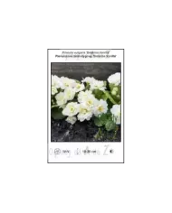 Primula-vulgaris-Belarina-Vanilla