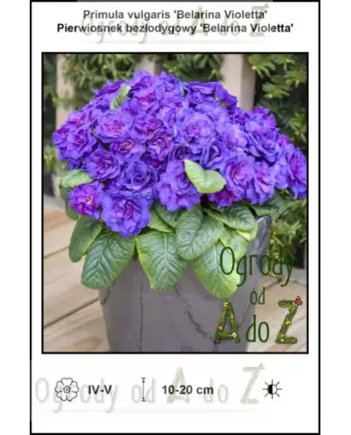 Primula-vulgaris-Belarina-Violetta