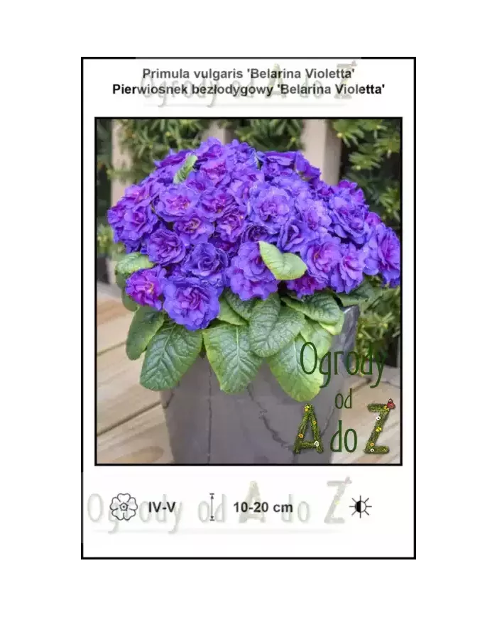 Primula-vulgaris-Belarina-Violetta