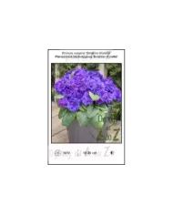 Primula-vulgaris-Belarina-Violetta