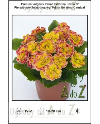 Primula-vulgaris-Prima-Belarina-Carnival