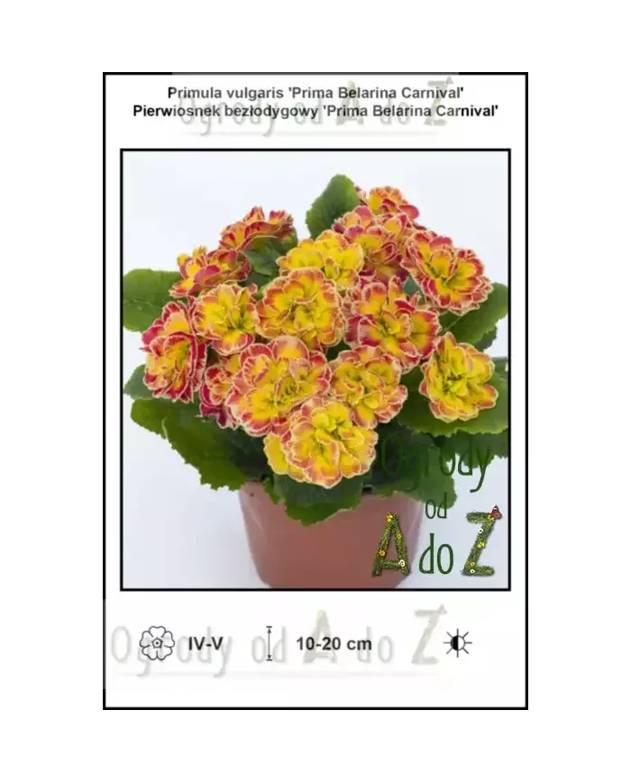 Primula-vulgaris-Prima-Belarina-Carnival