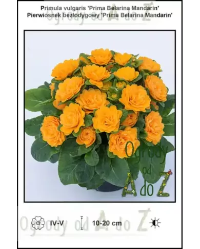 Primula-vulgaris-Prima-Belarina-Mandarin