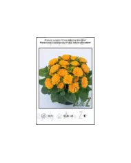 Primula-vulgaris-Prima-Belarina-Mandarin