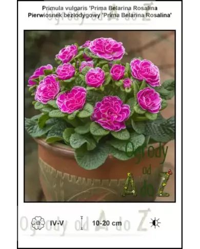 Primula-vulgaris-Prima-Belarina-Rosalina
