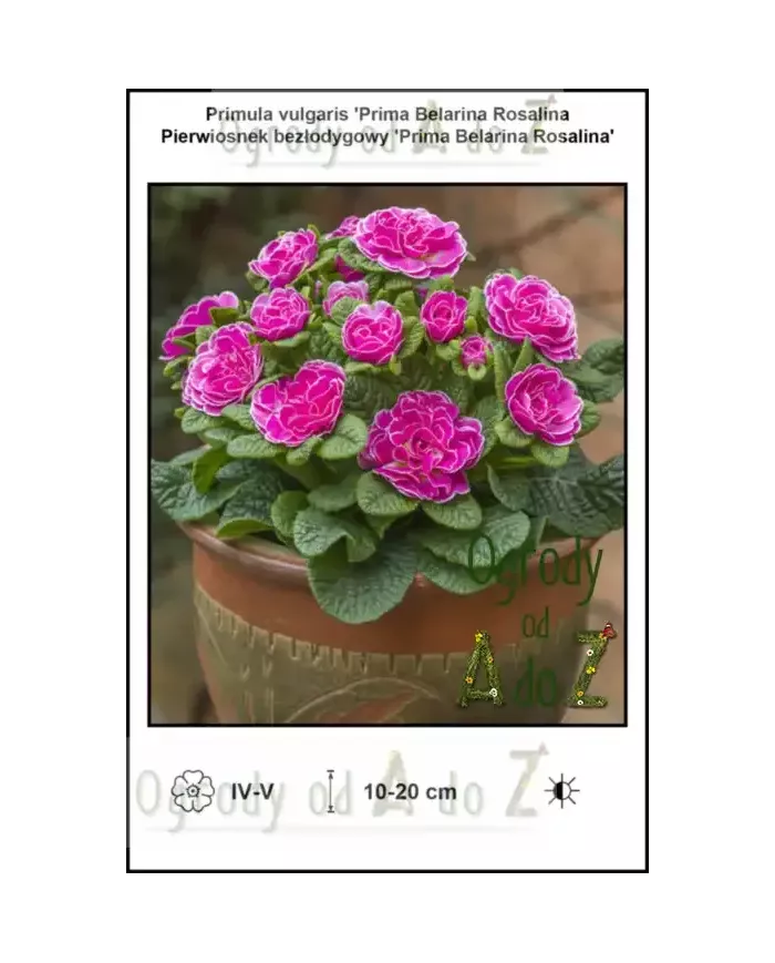 Primula-vulgaris-Prima-Belarina-Rosalina