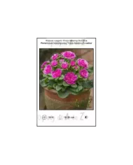 Primula-vulgaris-Prima-Belarina-Rosalina