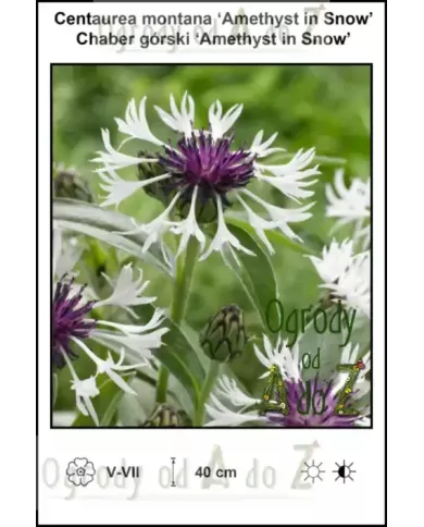 Centaurea montana Amethyst In Snow | Chaber górski Ogrody od A do Z