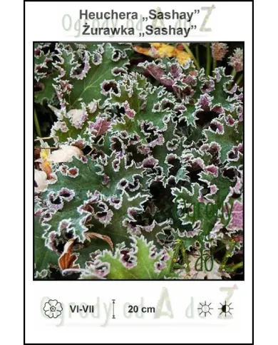 Heuchera-Sashay.jpg Heuchera-Sashay.jpg