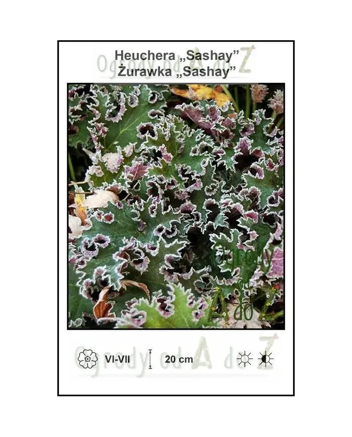 Heuchera-Sashay.jpg
