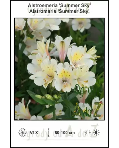 Alstroemeria-Summer-Sky