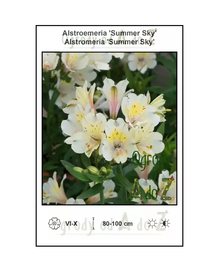 Alstroemeria-Summer-Sky