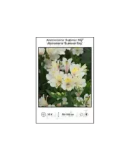 Alstroemeria-Summer-Sky