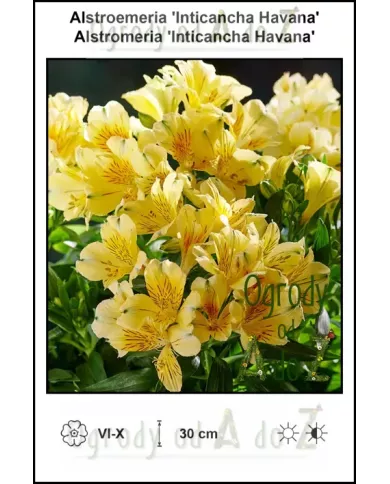Alstroemeria-Inticancha-Havana Alstroemeria-Inticancha-Havana