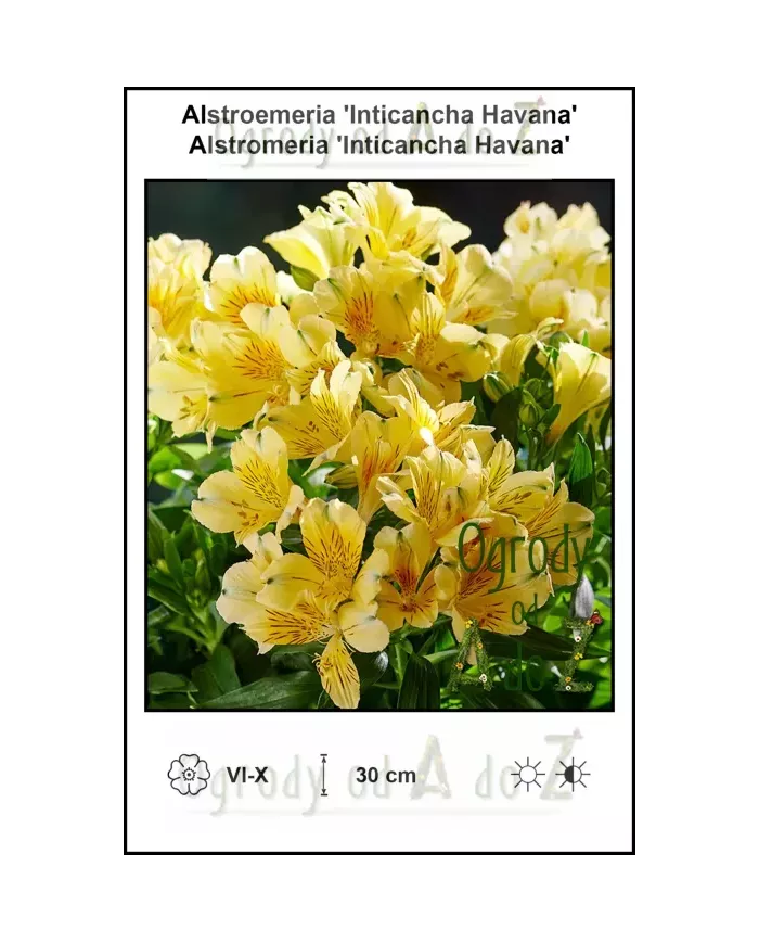 Alstroemeria-Inticancha-Havana