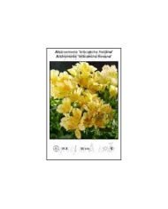 Alstroemeria-Inticancha-Havana