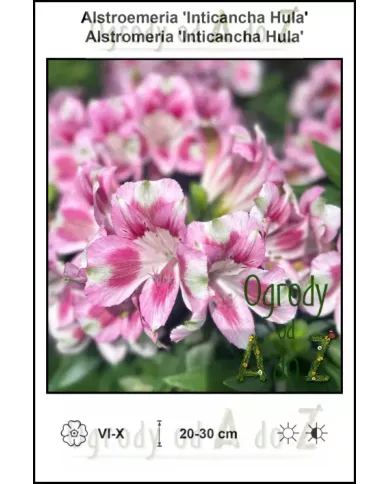 Alstroemeria-Inticancha-Hula Alstroemeria-Inticancha-Hula
