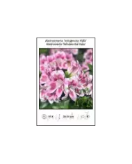 Alstroemeria-Inticancha-Hula