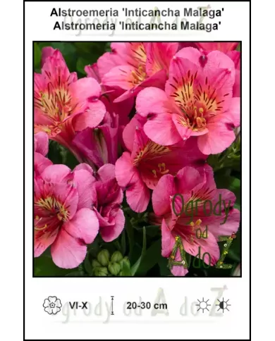 Alstroemeria-Inticancha-Malaga Alstroemeria-Inticancha-Malaga