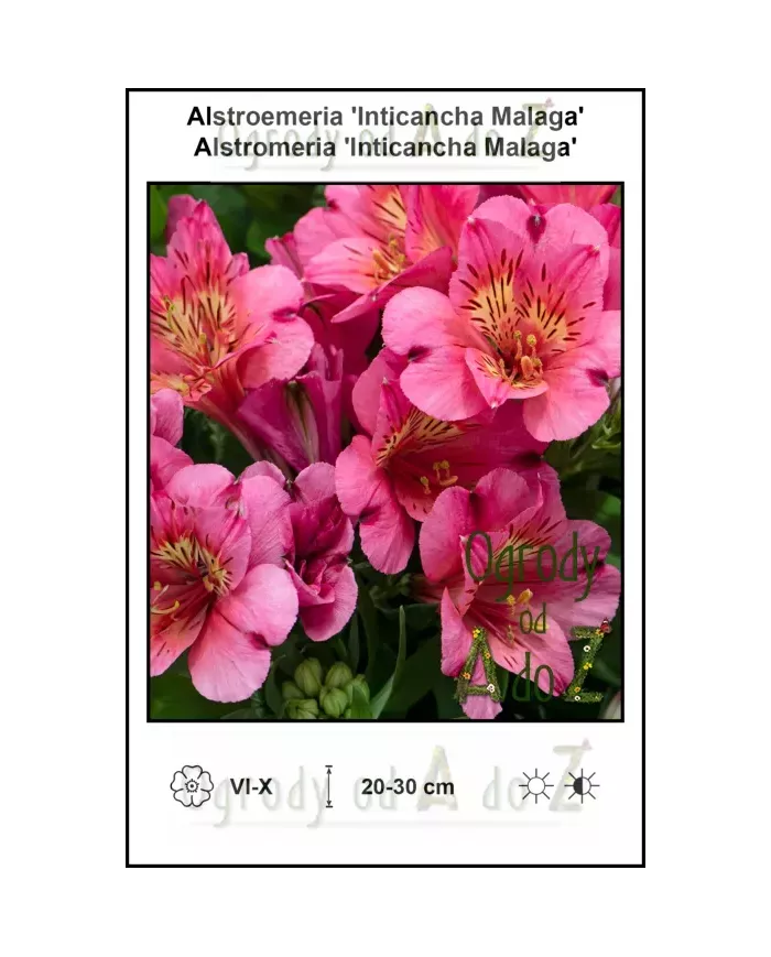 Alstroemeria-Inticancha-Malaga
