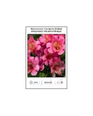 Alstroemeria-Inticancha-Malaga