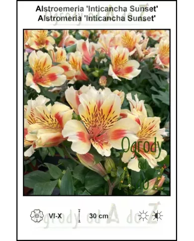 Alstroemeria-Inticancha-Sunset Alstroemeria-Inticancha-Sunset