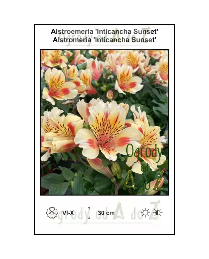 Alstroemeria-Inticancha-Sunset