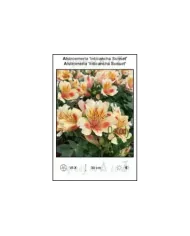 Alstroemeria-Inticancha-Sunset