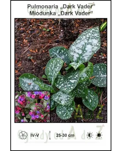 Pulmonaria-Dark-Vader.jpg