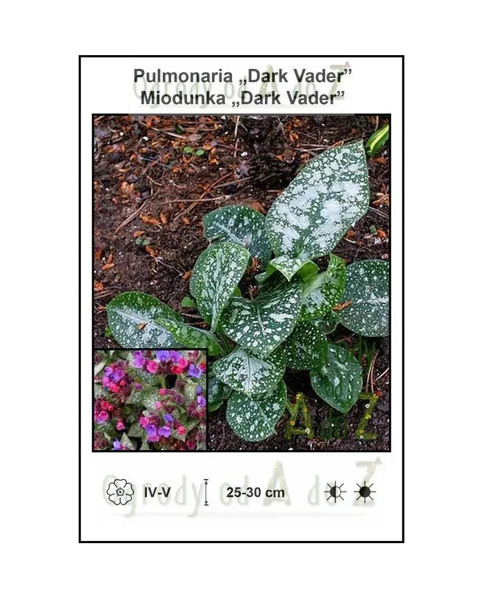 Pulmonaria-Dark-Vader.jpg