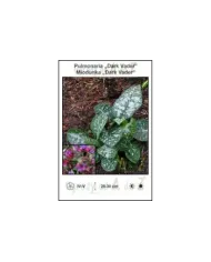 Pulmonaria-Dark-Vader.jpg