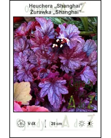 Heuchera-Shanghai.jpg Heuchera-Shanghai.jpg