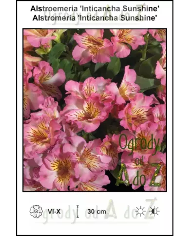 Alstroemeria-Inticancha-Sunshine Alstroemeria-Inticancha-Sunshine