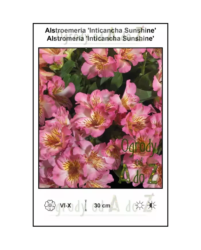 Alstroemeria-Inticancha-Sunshine