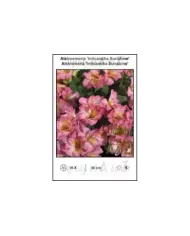 Alstroemeria-Inticancha-Sunshine