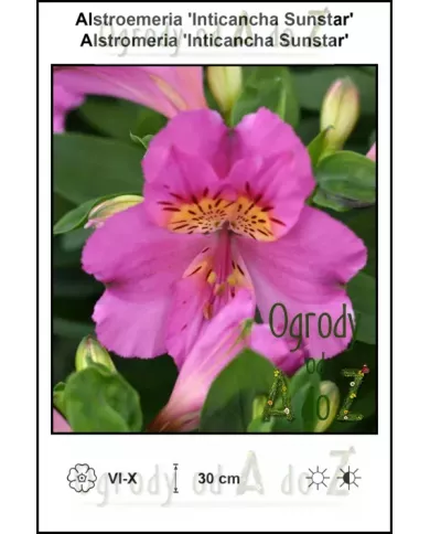 Alstroemeria-Inticancha-Sunstar Alstroemeria-Inticancha-Sunstar