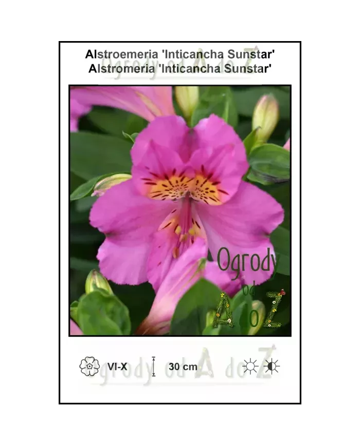Alstroemeria-Inticancha-Sunstar