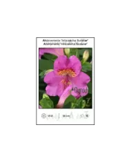 Alstroemeria-Inticancha-Sunstar