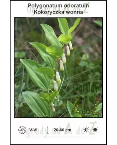 Polygonatum-odoratum