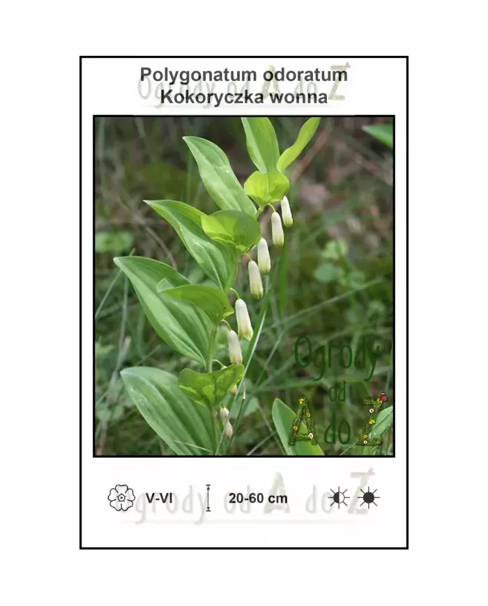 Polygonatum-odoratum