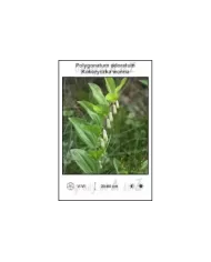 Polygonatum-odoratum