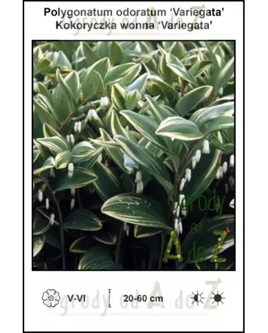 Polygonatum-odoratum-Variegata