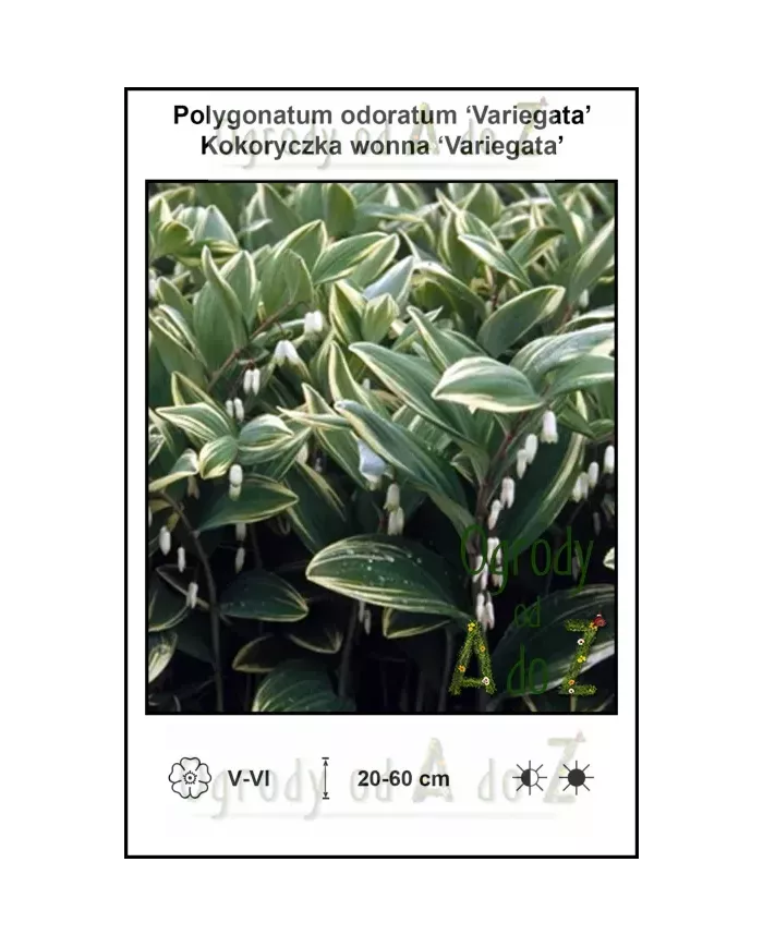 Polygonatum-odoratum-Variegata