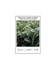 Polygonatum-odoratum-Variegata