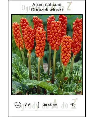 Arum-italicum