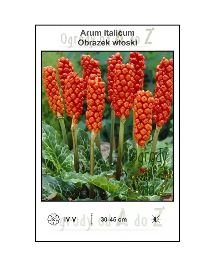 Arum-italicum