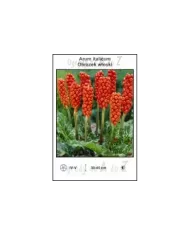 Arum-italicum
