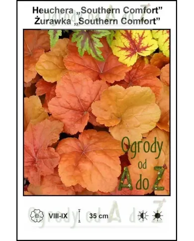 Heuchera-Southern-Comfort.jpg Heuchera-Southern-Comfort.jpg